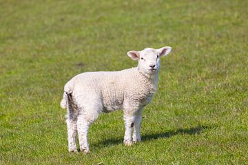 Mouton domestique-agneau