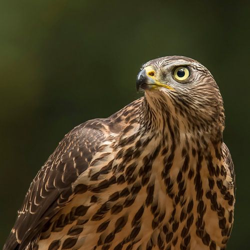 Hawk, Accipiter gentilis. A portrait of a Hawk