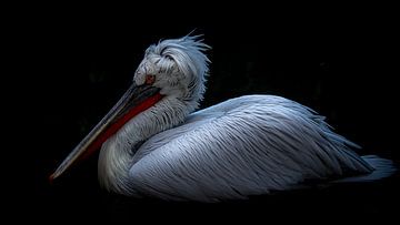 Dalmatian Pelican