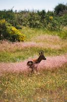 Herten in een Zweedse bloemenweide