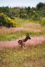 Deer in a Swedish flower meadow by Patrick Wittling