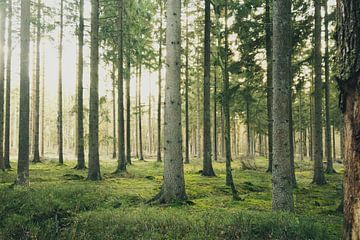 Forêt sur Lisa Bouwman