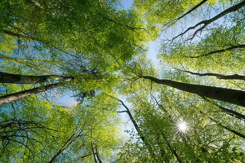 Frühling im Wald von Martin Wasilewski