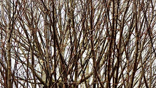 Rhythm and patterns in repetition are the branches of trees