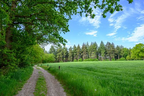 Landschap in het natuurgebied van landgoed de Eese