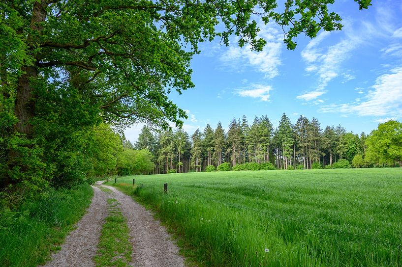 Landschap in het natuurgebied van landgoed de Eese van Sjoerd van der Wal Fotografie