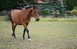 Trakehner Feldmeyer in the pasture