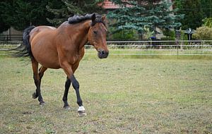 Trakehner Feldmeyer auf der Weide