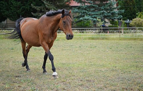 Trakehner Feldmeyer in de wei