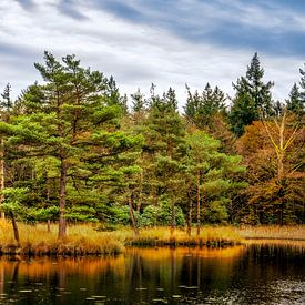 Freulevijver Wijnjewoude van R Smallenbroek