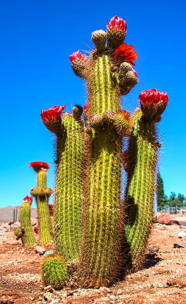 Rood bloeiende cactus in de woestijn, verticale compositie van Rietje Bulthuis