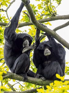 Siamang : Königlicher Burgerzoo