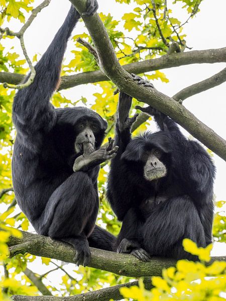 Siamang : Zoo Royal Burgers par Loek Lobel