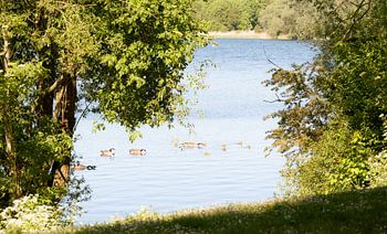 Kanadagänse mit ihren Jungen