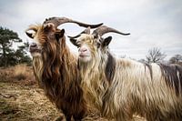 Landgeiten op de hei
