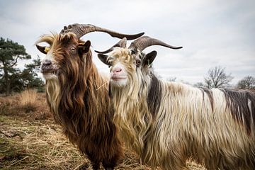 Land goats on the moor by Dennis van de Water