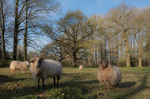 Schapen op Landgoed Soelen