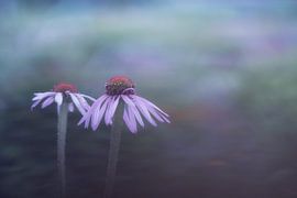 flower by Francis Dost