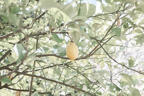 Citroenboom in Italiaans paradijs