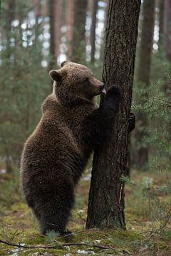 Europaeischer Braunbaer ( Ursus arctos ) steht auf den Hinterbeinen aufgerichtet an einen Baum und l von wunderbare Erde