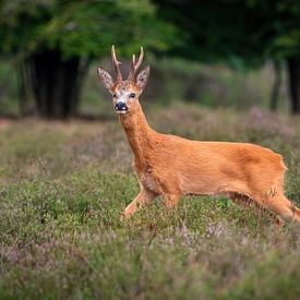 chevreuil sur Andy van der Steen - Fotografie
