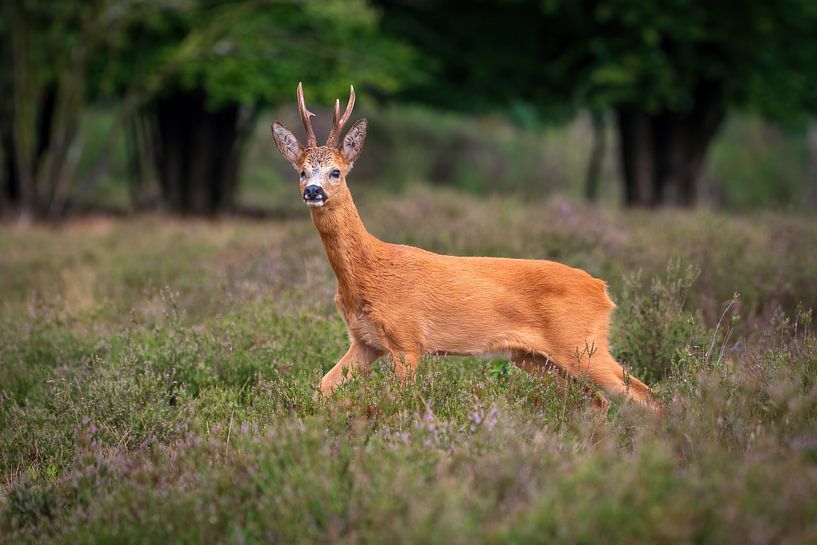 Rehbock von Andy van der Steen - Fotografie