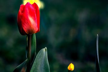 Rode tulp van Photoart-Naegele