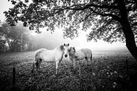 Paarden in de mist.