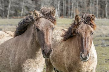 chevaux sauvages, chevaux konik, cheval sur M. B. fotografie