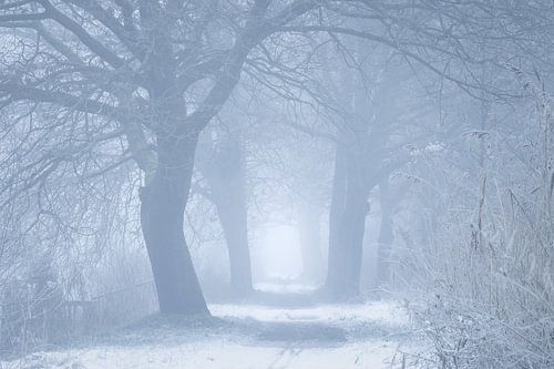 Dromerige Winterochtend in Heeswijk