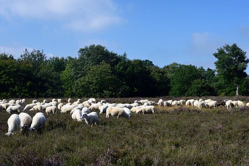 Een schaapskudde op de heide