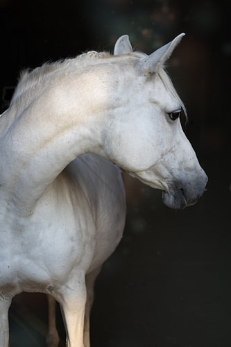 Schimmel met gebogen hoofd – paardenportret in profiel