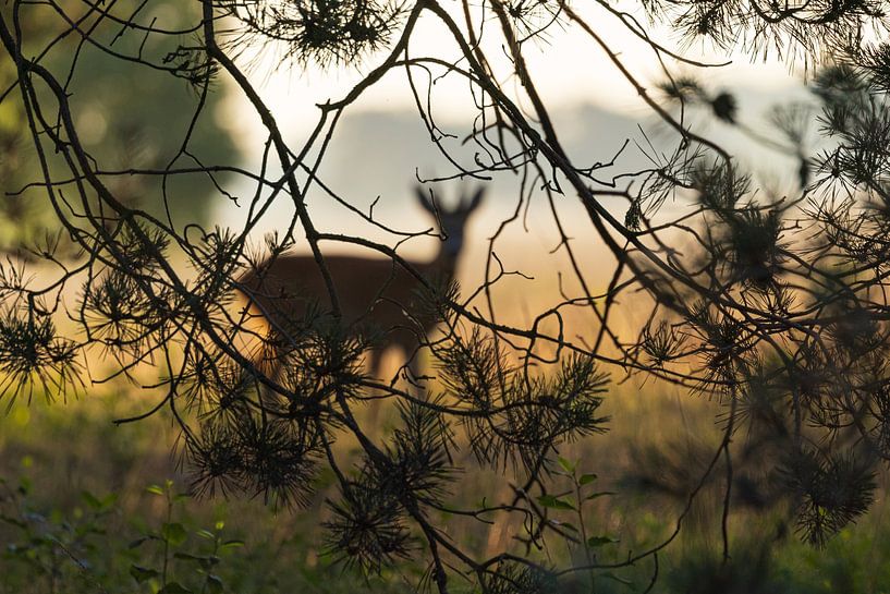 Sunrise Dwingelderveld - Drenthe (Netherlands) by Marcel Kerdijk