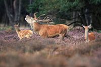 Burlend Hert met hinde en kalf