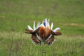 Balzender Großtrappe (Otis tarda)