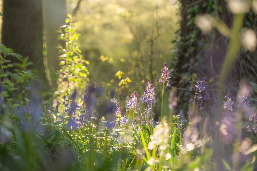Arboretum part 29 by Tania Perneel