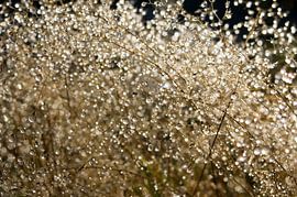 Dauwdruppels explosie by Herman van Ommen