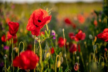 Poppies in Mechelen van Jim De Sitter