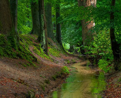 Beek onder de bomen