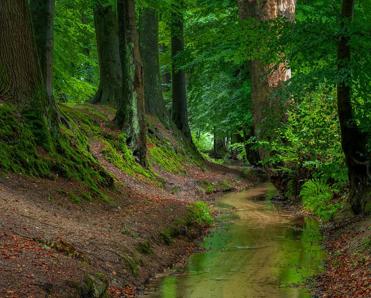Beek onder de bomen van Michel Knikker