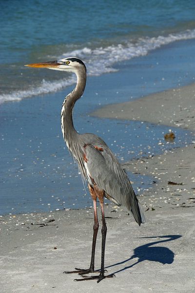Driekleurige reiger van Christiane Schulze
