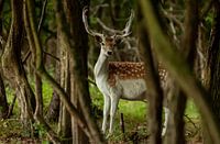 veut cerf avec cale