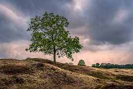 Tree on heath Aekinger sand by Kok and Kok