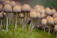 Mushrooms