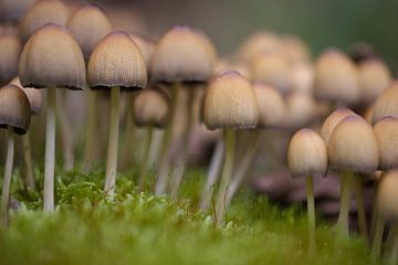 Champignons