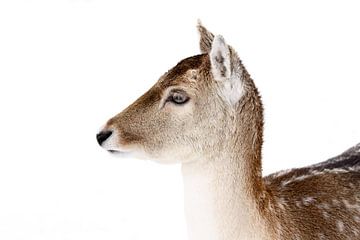 Portrait fallow deer by MSP Canvas
