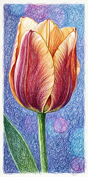 TULPEN-KRITZELEI – BLEISTIFTSKIZZE – METALLPOSTER