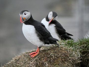 Twee puffins op een rots bij Bogarnes van Judith van Wijk