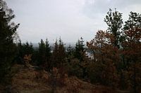 Warm forest colours