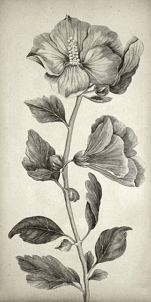 Botanical Wall Art,Overlord bloem, smal canvas van finemasterpiece